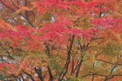 Autumn-colour-in-Hogsback
