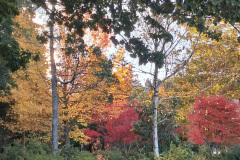 aboretum-hogsback