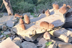 dassies-tsitsikamma