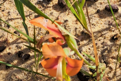 kalkoentjie-Gladiolus-alatus-at-hawerland