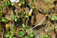 oxalis-at-hawerland