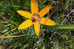 pauridia-caniculata-tinie-versveld