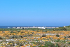 postberg-daisies-2