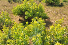 rare-prickly-shrub-at-hawerland
