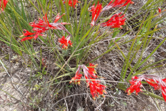 red-babiana-velddrif