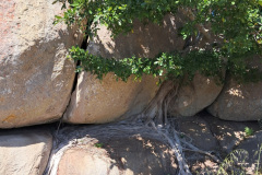 rock-fig-postberg