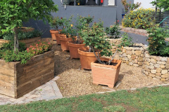 growing-roses