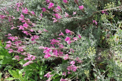 pink-lavender
