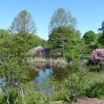 arnold arboretum