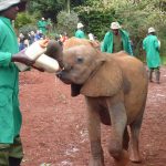 elephants