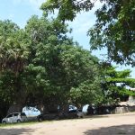 baobabs