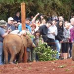 elephants