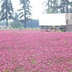 Field of red clover near Schreiners red clover