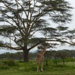 giraffe
