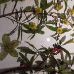 glass flowers
