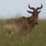 antelope
