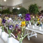 Iris display hall Schreiners iris display