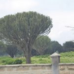 euphorbias