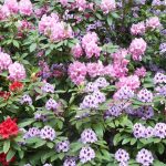 Rhododendrons Rose garden Portland2 rhododendrons