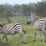 zebras