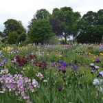 Iris garden at Schreiners nursery near Salem irises