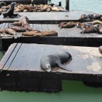 sea lions