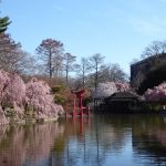 Japanese garden in BBG