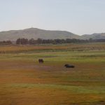 Cattle California
