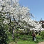 cherry tree
