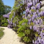 wisteria
