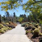 Desert Garden