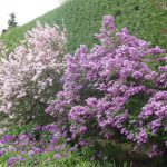 lilacs