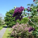 lilacs