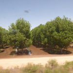 Pistachio trees
