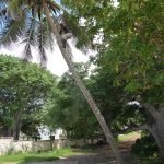 coconut tree