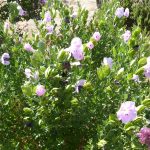barleria greenii