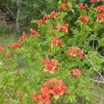bauhinia galpinii