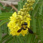 Bumblebee on huilboom flower