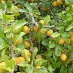Kei apples in fruit. Note the long spines