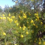 Huilboom