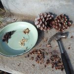 Pine cones and nuts