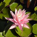 Waterlily Pink Grapefruit- a tropical variety
