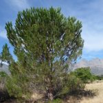 Stone pine