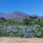 plumbago
