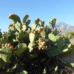 Prickly pear