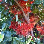Stenocarpus sinuatus
