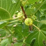 tiger fig tree