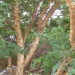 Vachellia sieberiana var woodii