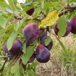 prune plum