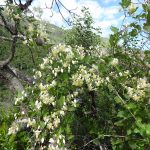 clematis